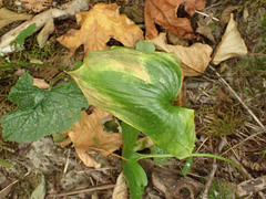 Maianthemum dilatatum