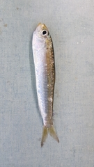 Sardina pilchardus