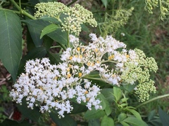 Sambucus javanica