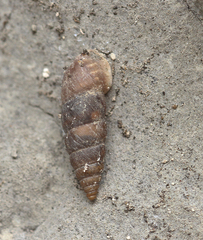 Chondrina tenuimarginata