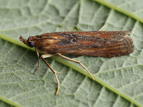 Selagia spadicella Hübner, 1796