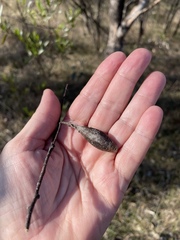 Apiomorpha pedunculata