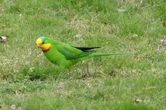 Polytelis swainsonii