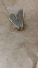 Eilema