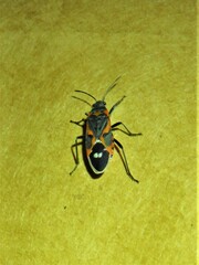 Lygaeus kalmii kalmii