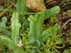 Conocephalum conicum