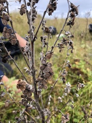 Cynoglossum officinale
