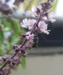 Stelis punctulatissima