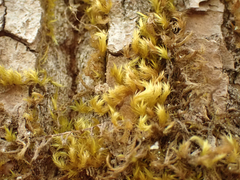 Homalothecium fulgescens