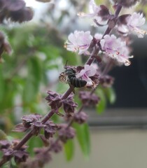 Stelis punctulatissima