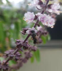 Stelis punctulatissima