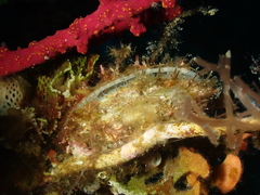 Pteria hirundo