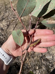 Apiomorpha pedunculata