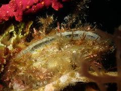 Pteria hirundo