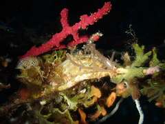 Pteria hirundo