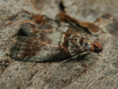 Acrobasis advenella