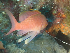 Anthias anthias