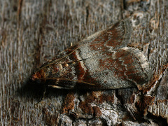 Acrobasis advenella