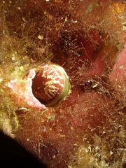 Thylacodes arenarius