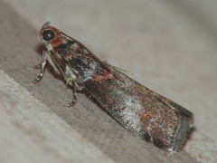Acrobasis advenella