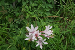Lycoris squamigera