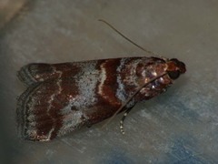 Acrobasis advenella