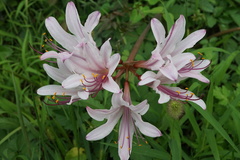 Lycoris squamigera