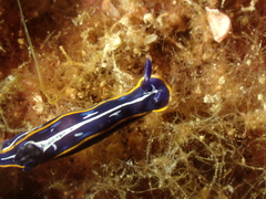 Felimare fontandraui