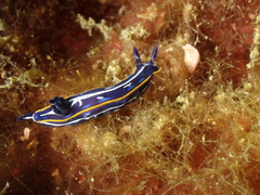 Felimare fontandraui