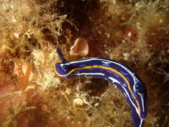 Felimare fontandraui