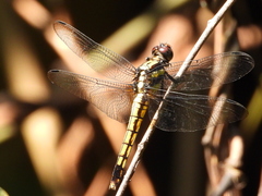 Orthetrum triangulare