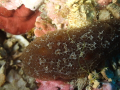 Aplidium fuscum