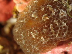 Aplidium fuscum