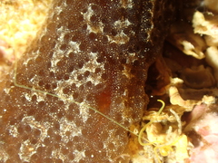 Aplidium fuscum