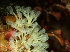 Pycnoclavella communis