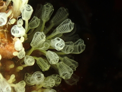 Pycnoclavella communis