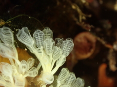 Pycnoclavella communis