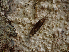 Archaeognatha