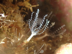 Clavularia crassa