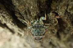 Hyalessa maculaticollis
