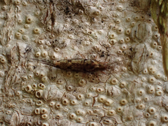 Archaeognatha