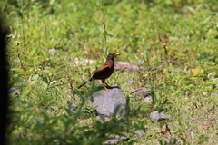 Turdus rubrocanus