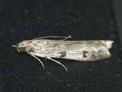 Phycitodes binaevella