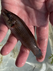 Ctenolabrus rupestris