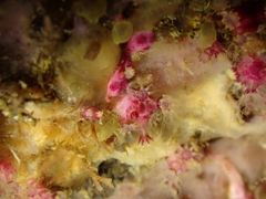 Alcyonium coralloides