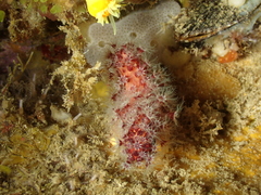 Alcyonium acaule