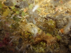 Clavularia crassa
