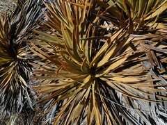 Aciphylla aurea