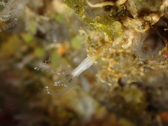 Clavularia crassa
