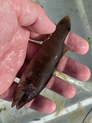 Ctenolabrus rupestris